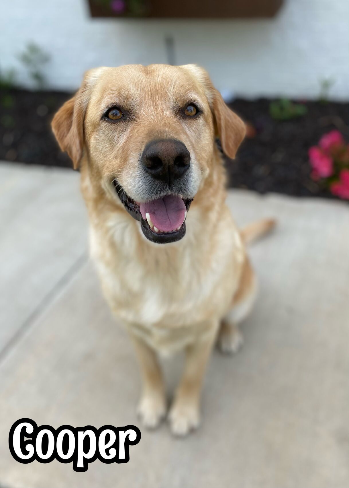 Cooper